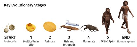 how are humans similar to bacteria in evolution